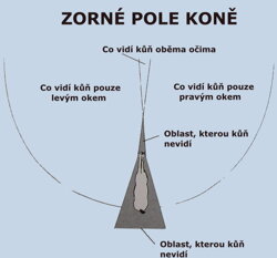 Prosíme všechny návštěvníky a kolemjdoucí, aby nelákali koně k ohradníku